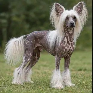 Chilean Terrier