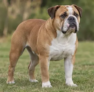 Colombian Fino Hound