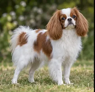 Continental bulldog
