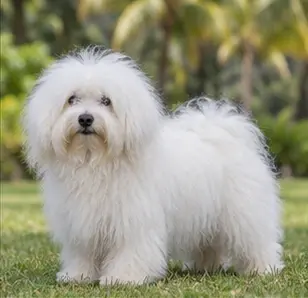 Corsican Dog