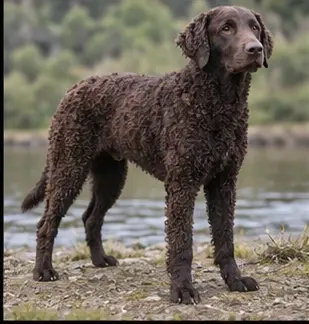 Croatian Sheepdog