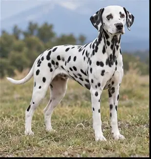 Dachshund