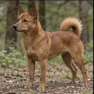 Danish–Swedish Farmdog