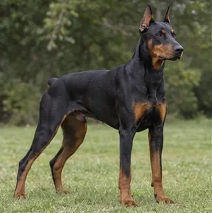 Dingo