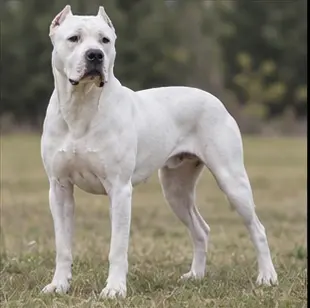 Dobermann