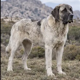 Dogo Argentino