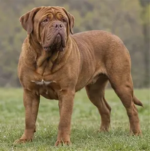 Dogue Brasileiro