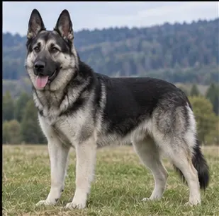 Dutch Smoushond