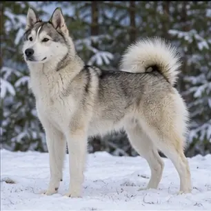 East European Shepherd