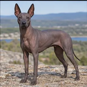 East Siberian Laika