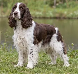 English Shepherd