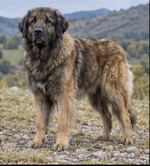 Estonian Hound