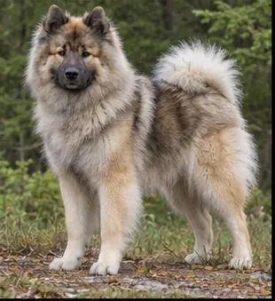 Estrela Mountain Dog