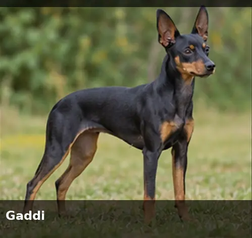 Gaddi