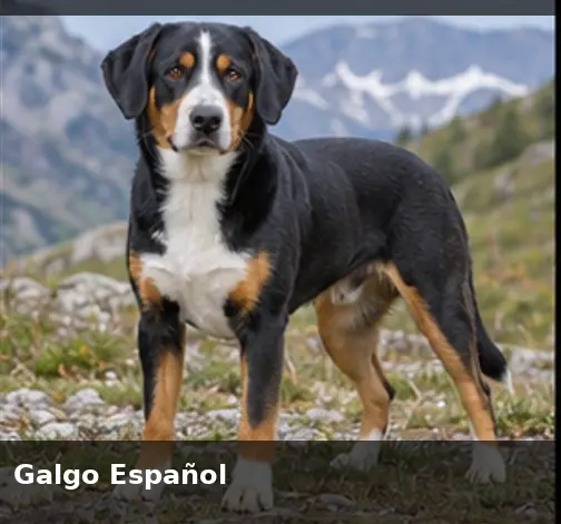 Galgo Español