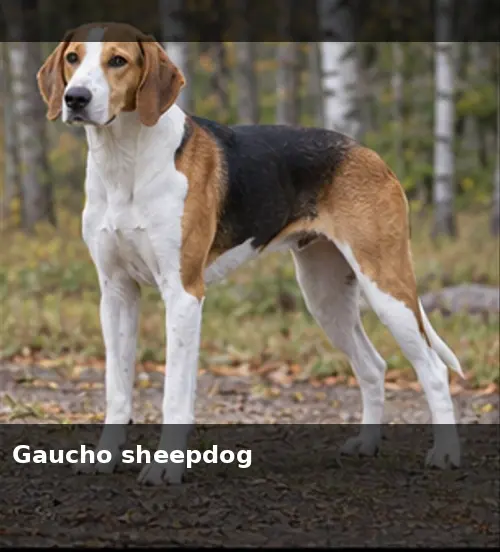Gaucho sheepdog