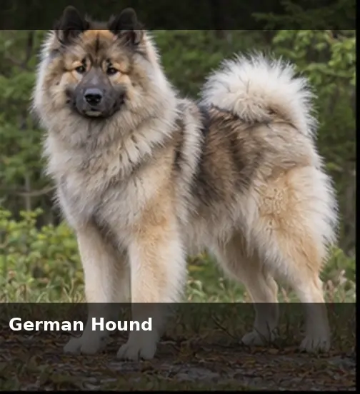 German Hound