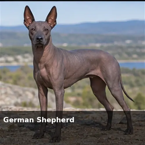 German Roughhaired Pointer