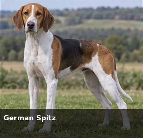 German Spaniel