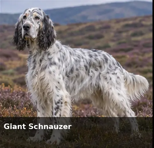 German Wirehaired Pointer