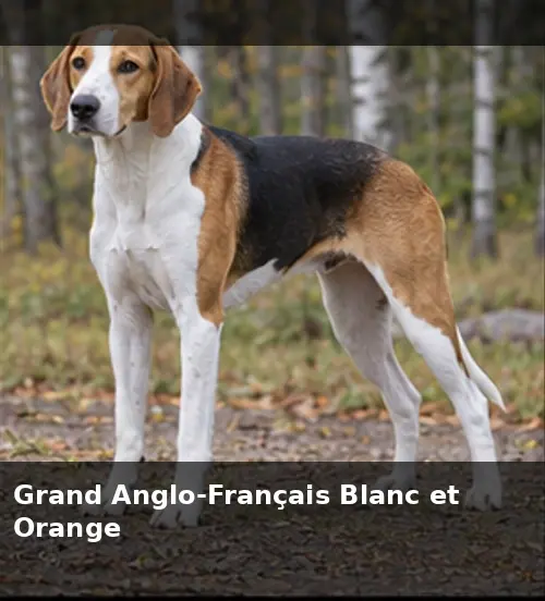 Grand Anglo-Français Blanc et Noir
