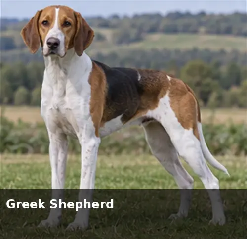 Greek Harehound