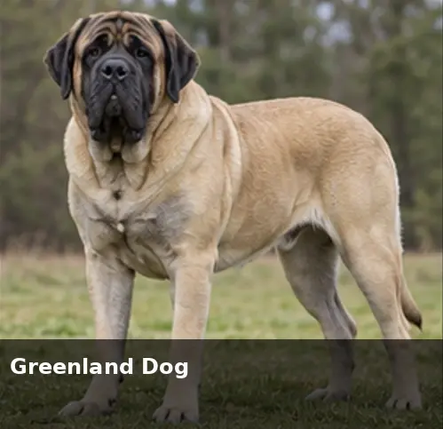 Greek Shepherd