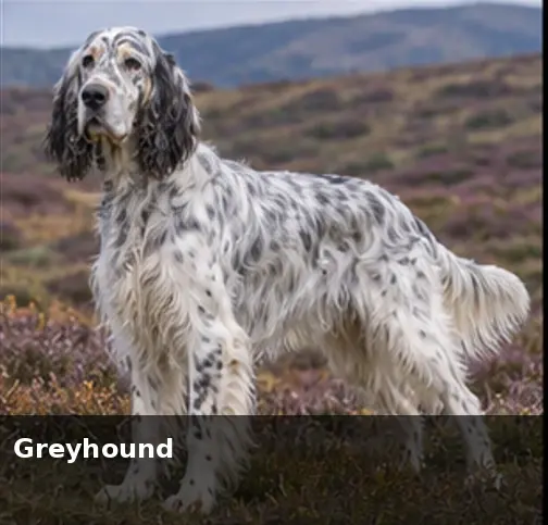 Greenland Dog