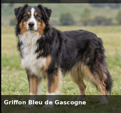 Greyhound