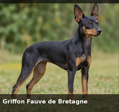 Griffon Bruxellois