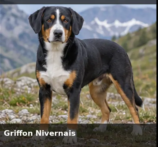 Griffon Fauve de Bretagne