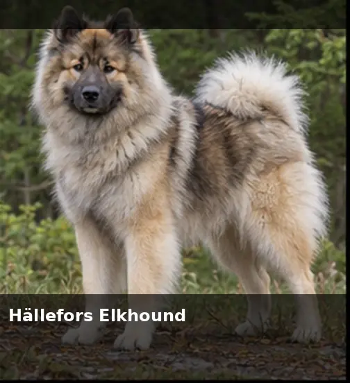 Halden Hound