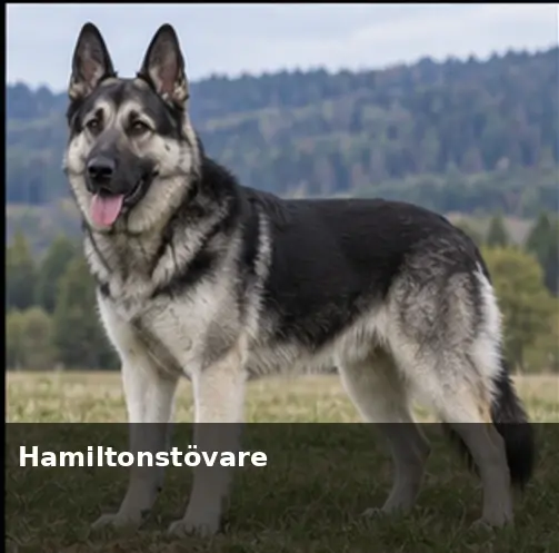 Hällefors Elkhound