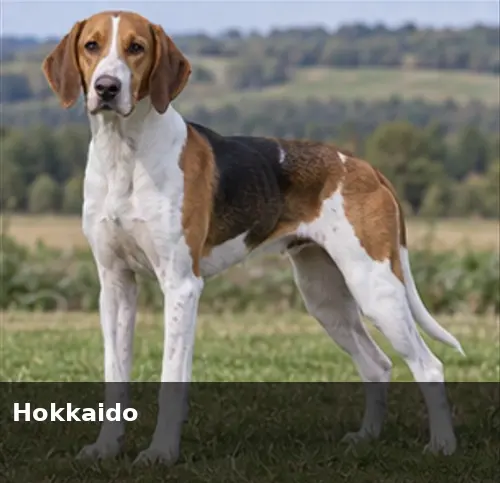 Hmong bobtail dog