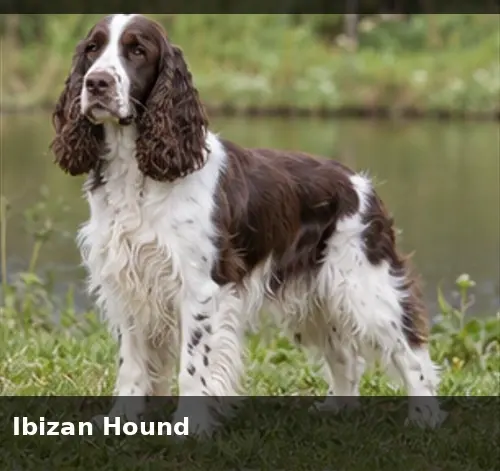 Hygen Hound