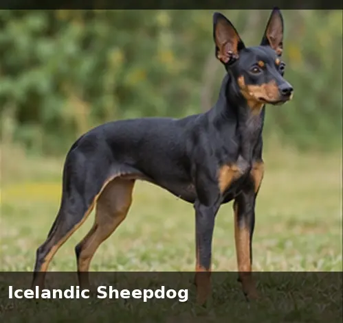 Ibizan Hound