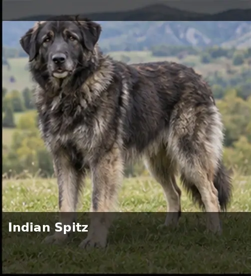 Indian pariah dog