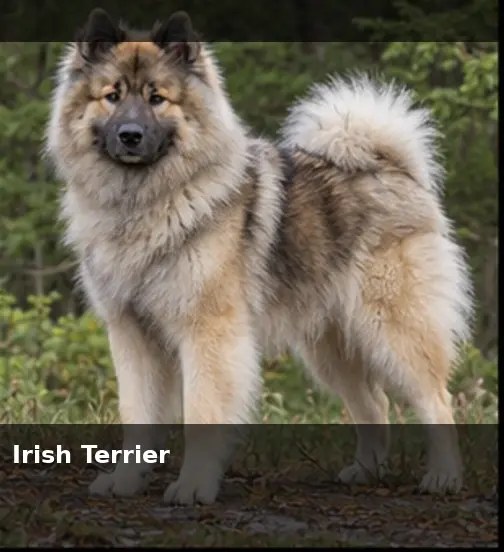Irish Setter