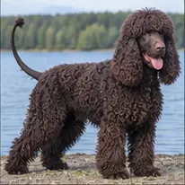 Irish Terrier