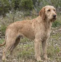 Irish Wolfhound