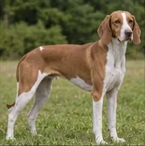 Istrian Coarse-haired Hound