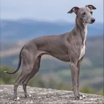 Istrian Shorthaired Hound