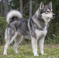 Jagdterrier