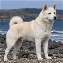 Japanese Terrier