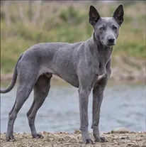 Jindo