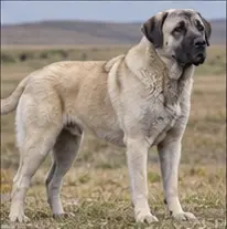 Kamchatka Sled Dog