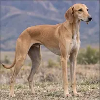 Kangal Shepherd Dog
