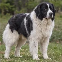Kanni