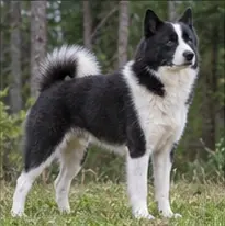Karakachan
