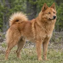 Karelian Bear Dog